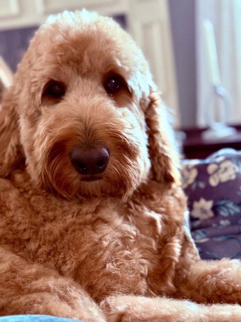 Fredrick Lamar Jackson Jr. looking calm and thoughtful, the perfect companion for Dusty's Magic