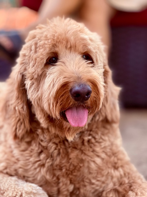 Fredrick Lamar Jackson Jr., the adorable goldendoodle with a happy smile and tongue out